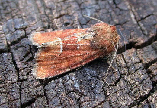 Middle-barred Minor (Oligia fasciuncula)