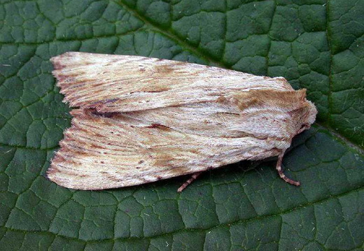 Light Arches (Apamea lithoxylaea)
