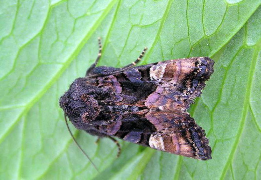 Small Angle Shades (Euplexia lucipara)