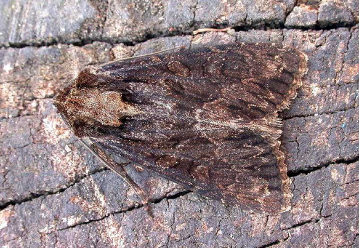 Dark Arches (Apamea monoglypha) (406)