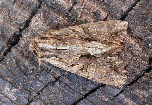 Dark Arches (Apamea monoglypha) (407)