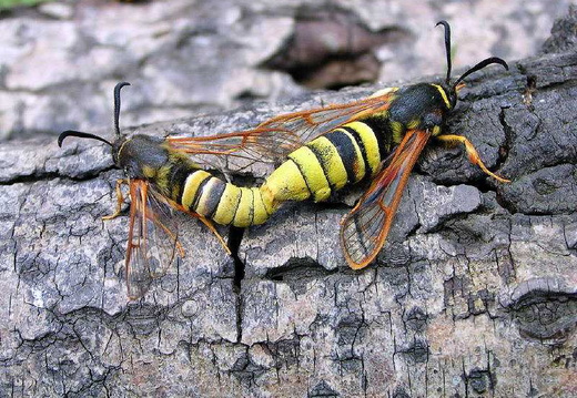 Lunar Hornet Moth (Sesia bembeciformis)