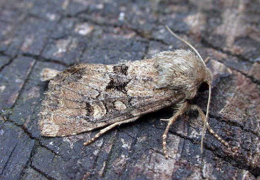 Flounced Rustic (Luperina testacea) (409)
