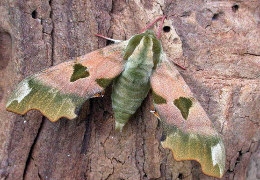 Lime Hawk-moth (Mimas tiliae)