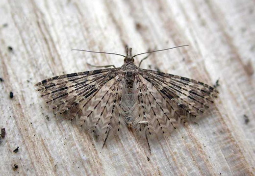 Twenty-Plume Moth (Alucita hexadactyla)