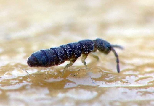Springtail (Vertagopus arboreus)