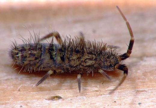 Springtail (Orchesella villosa)