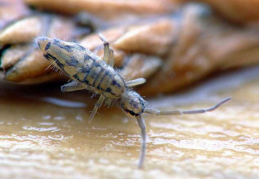 Springtail (Entomobrya intermedia)