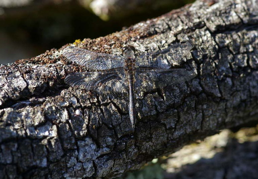Black Darter (Sympetrum danae)