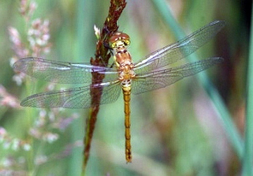 Common Darter (Sympetrum striolatum) (420)