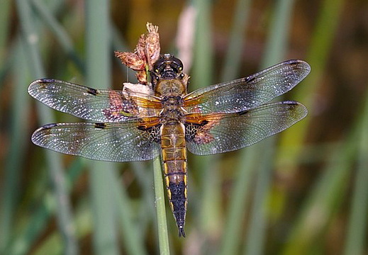 Four-spotted Chaser (Libellula quadrimaculata)