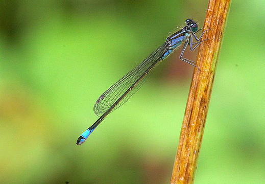 Blue-tailed Damselfy (Ischnura elegans)