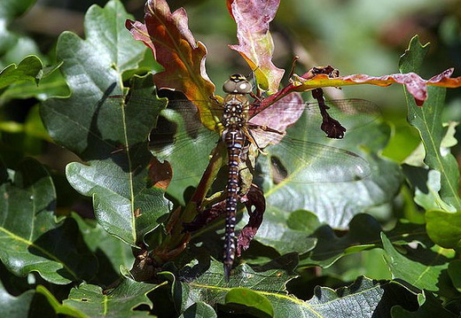 Migrant Hawker (Aeshna mixta) (423)