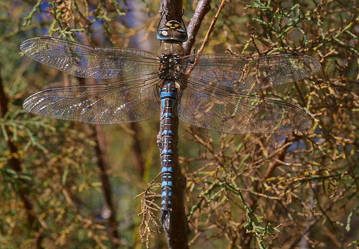 Migrant Hawker (Aeshna mixta) (424)