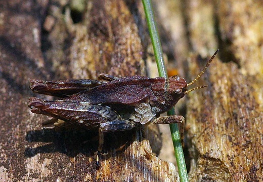 Common Ground-hopper (Tetrix undulata)