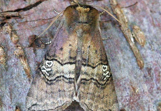 Figure of Eighty (Tethea ocularis)