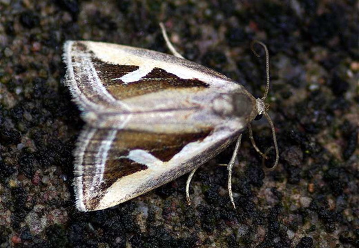 Silver Hook (Lithacodia uncula)