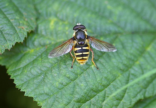 Hoverfly (Sericomyia silentis)