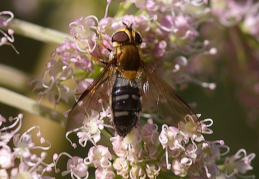 Hoverfly (Leucozona glaucia)