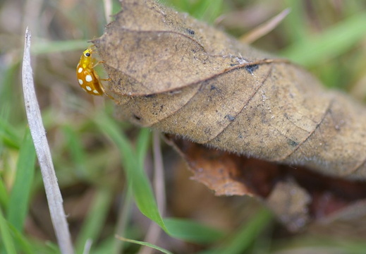 Orange Ladybird (Halyzia sedecimguttata)