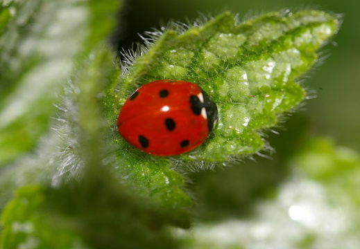 Seven-spot Ladybird (Coccinella septempunctata)
