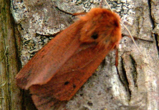 Ruby Tiger (Phragmatobia fuliginosa) (441)