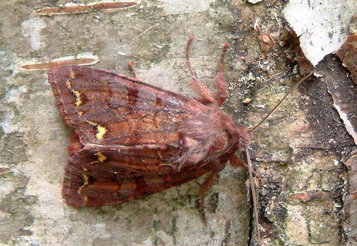 Broom Moth (Melanchra pisi)