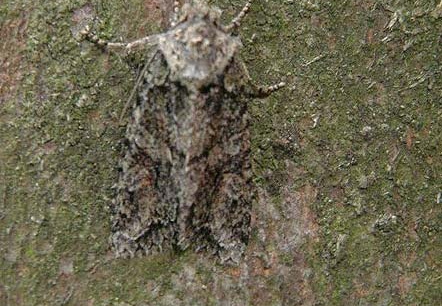 Brindled Green (Dryobotodes eremita) (443)