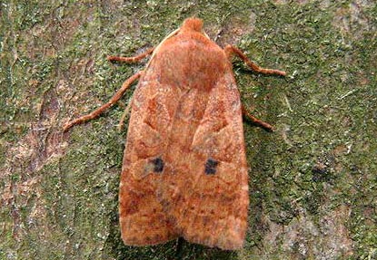 Brick (Agrochola circellaris) (444)