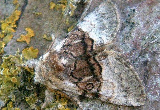 Nut-tree Tussock (Colocasia coryli)