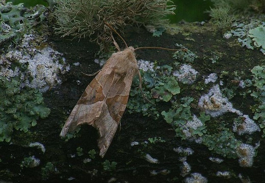 Angle Shades (Phlogophora meticulosa) (449)