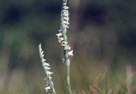 Autumn Lady's Tresses (Spiranthes spiralis) 