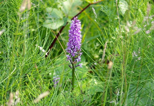 Common Spotted Orchid(Dactylorhiza fuchsii)