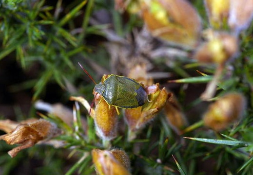 Gorse Sheidlbug (Piezodorus lituratus)