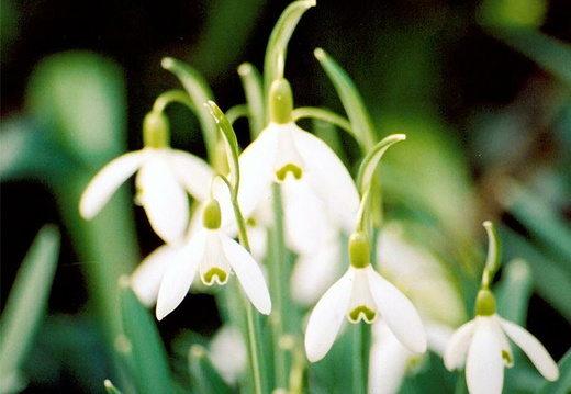 Common Snowdrop (Galanthus nivalis)