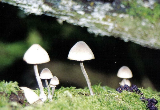 Mycena sp.