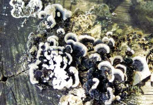Turkey tail (Trametes versicolor)