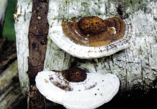 Blushing Bracket (Daedaleopsis confragosa)