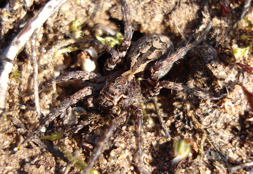 Spider (Alopecosa barbipes)