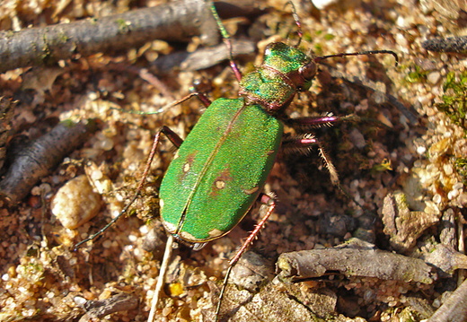Green Tiger Beetle (Cicindela campestris)
