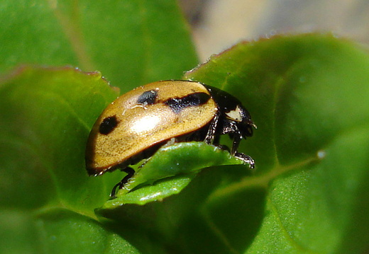 Hieroglyphic Ladybird (Coccinella hieroglyphica)