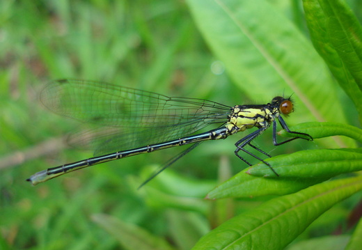 Red Eyed Damselfly (Erythromma najas)