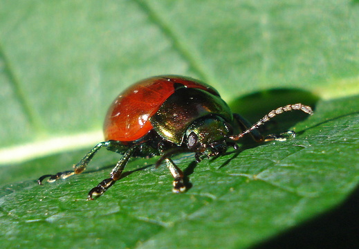 Chrysomelid Beetle (Chrysolina polita)
