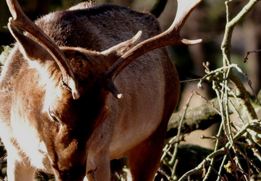 Fallow Deer (770)