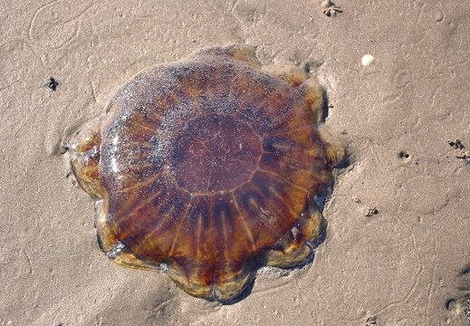 Lion's-mane Jellyfish (Cyanea capillata)