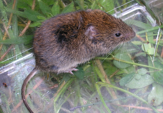 Bank Vole (788)