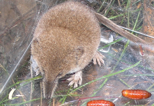 Pygmy Shrew