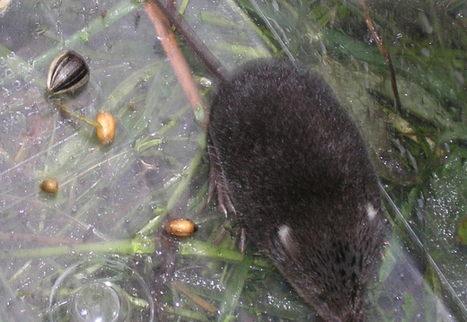 Water Shrew (Neomys fodiens)