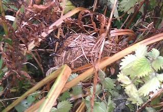 Harvest Mouse Nest
