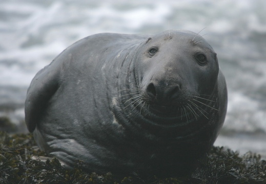 Grey Seal Bull (798)
